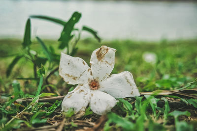 Close-up of white flowering plant on land