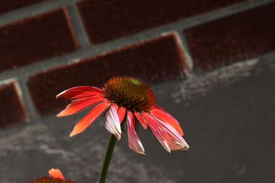 Close-up of orange flower