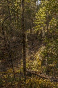 Trees in forest