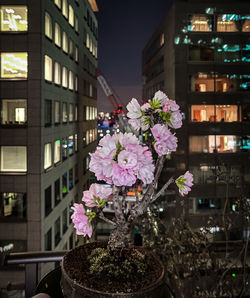 Potted plant by window of building