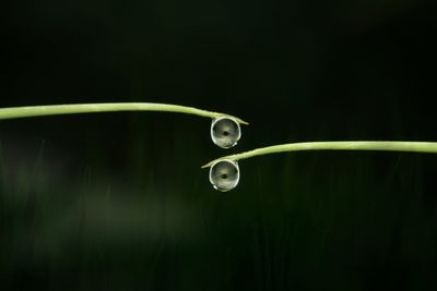 Close-up of water drops on plant against black background