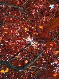 Low angle view of maple leaves on tree