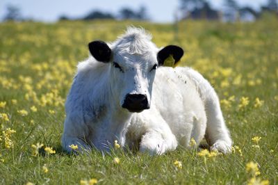 White cow relaxing on grassy field