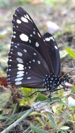 Close-up of butterfly on flower