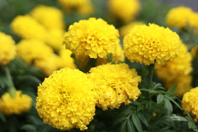 Close-up of yellow flowering plant