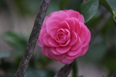 Close-up of pink rose blooming outdoors