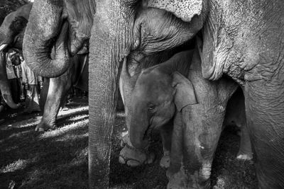 Close-up of elephant