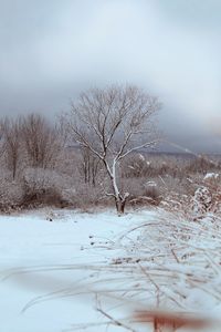 Bare tree on snow covered land