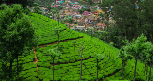 Scenic view of agricultural field