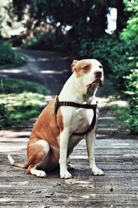 Close-up of dog sitting outdoors