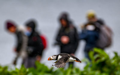 Close-up of birds flying