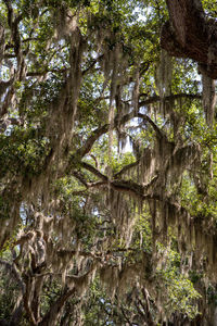 Low angle view of trees in forest