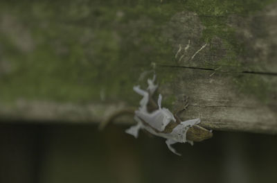 Close-up of white flowering plant