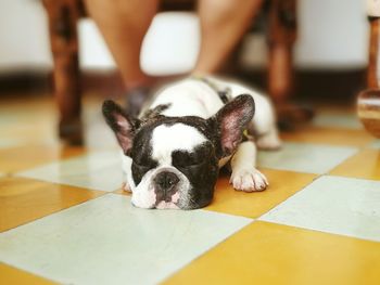 Low section of puppy relaxing on floor