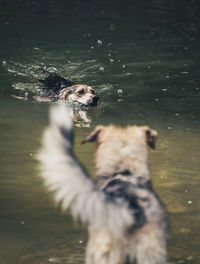 High angle view of dog swimming in lake