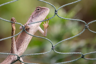 Close-up of a barbed wire