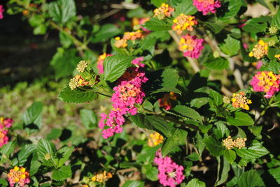 Close-up of butterfly on pink flowering plant