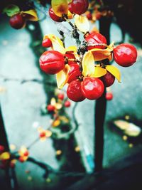 Close-up of plant against blurred background