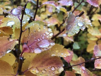 Close-up of wet leaves on plant