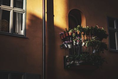 Potted plants on window of building