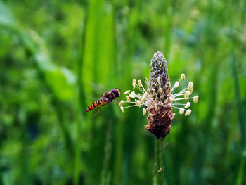 Close-up of insect on plant