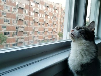 Cat looking through window