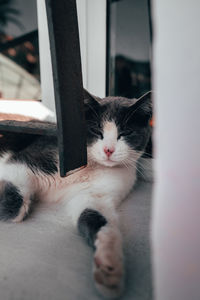 Close-up of cat with eyes at home