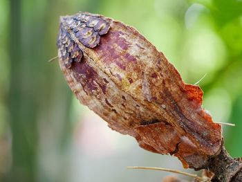 Close-up of dried leaf on tree trunk