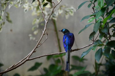 Bird perching on a tree