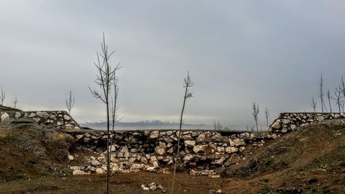 View of trees on field against sky