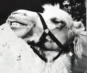 Close-up portrait of an animal