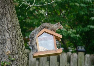 View of squirrel on tree trunk