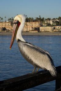 Close-up of pelican by lake