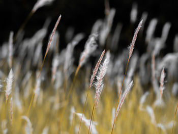 Close-up of wheat growing on field