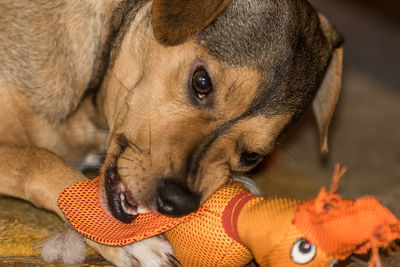 Close-up portrait of dog