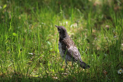 Bird on field