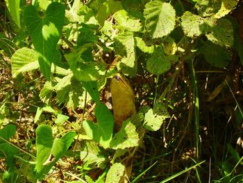 View of a fruit on tree