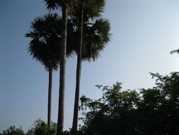 Low angle view of palm trees against clear sky