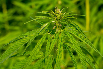Close-up of fresh green plant