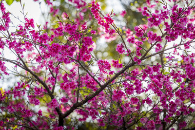 Low angle view of pink cherry blossoms in spring