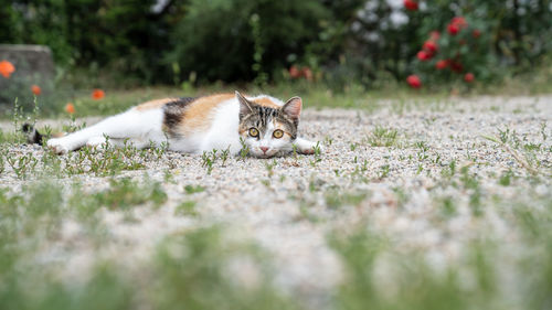 Portrait of a cat on a field