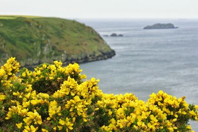 Yellow flowers in sea