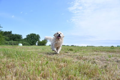 View of a dog on field