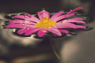 Close-up of pink flower blooming outdoors