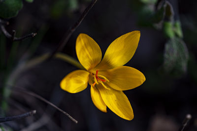 Close-up of yellow flowering plant