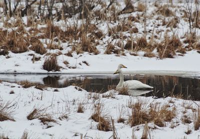 White swan on snow covered lake during winter