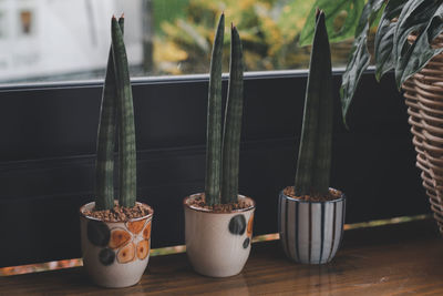 Ornamental plants in the house by glass windows