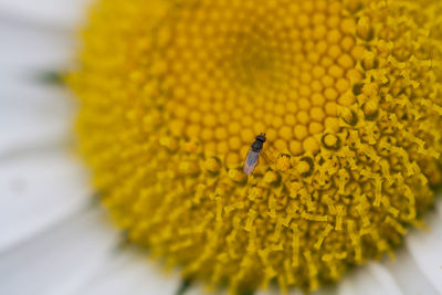 Close-up of insect on flower