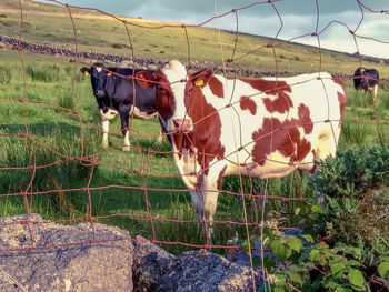 Cows standing in field