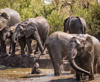 Elephant drinking water